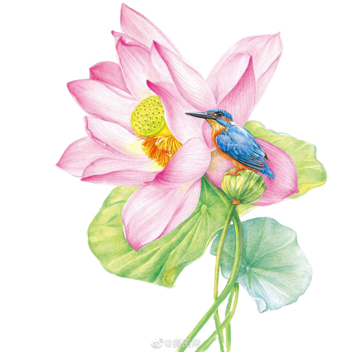 夏日荷花免抠素材|中国风工笔荷花手绘插画