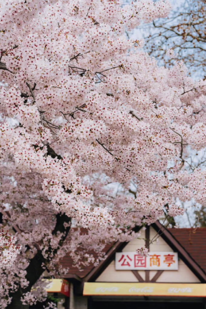 青岛中山公园|樱花|春色_新浪新闻