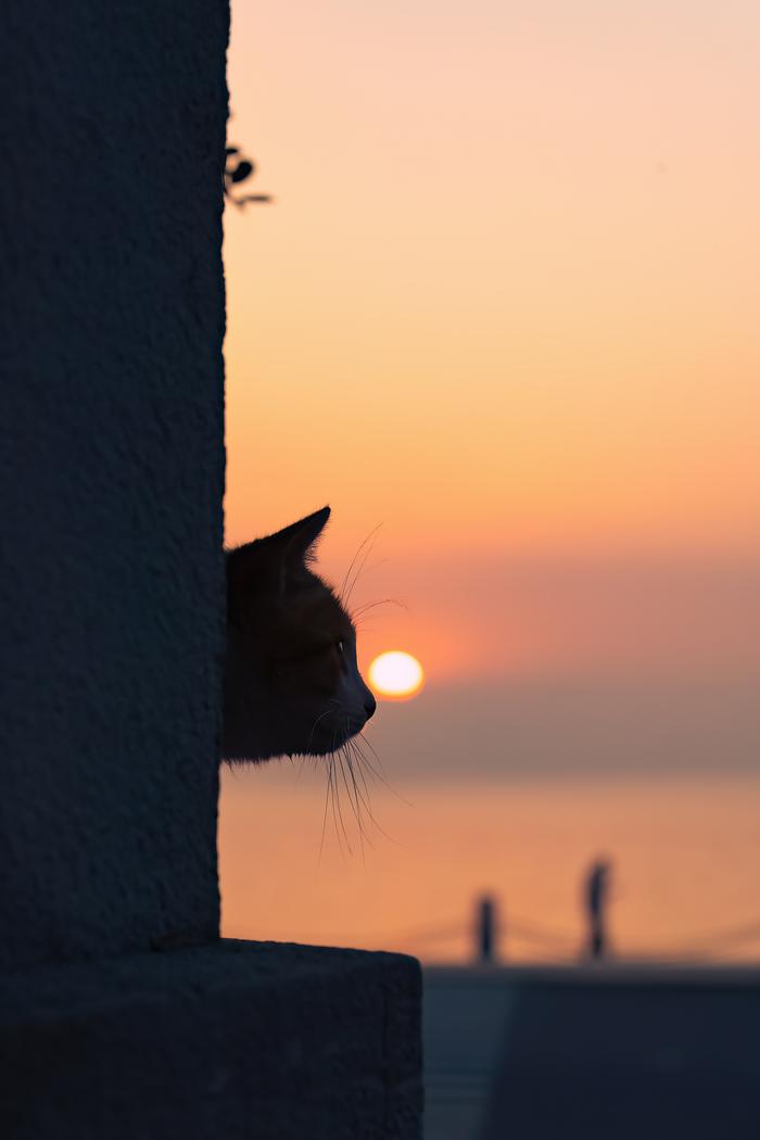 治愈人心的猫猫日历壁纸