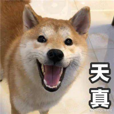 各具特色根本忘不掉,恨不得把自己敲晕|狗子|丑狗|主人_新浪新闻