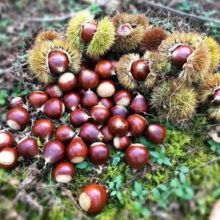 贵州黎平:高山锥栗获丰收|贵州|锥栗|板栗_新浪新闻