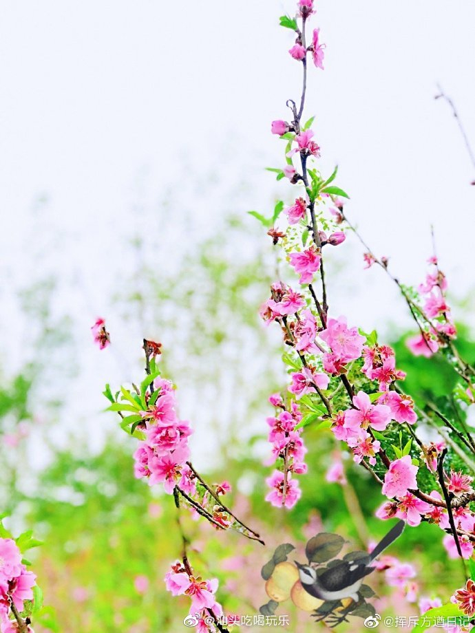 看看潮州沙溪贾里宝树园盛开的桃花