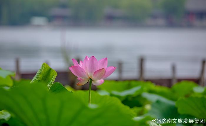 盛夏时节济南大明湖的荷花竞相绽放一阵阵惬意的微风吹过