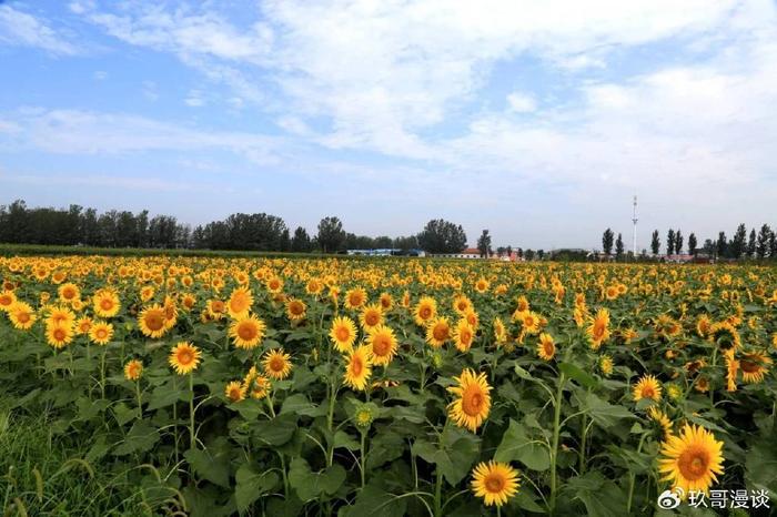 故城油菜花海地址图片