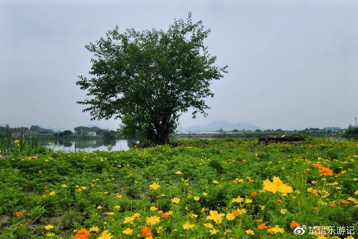 宁波东钱湖花海图片