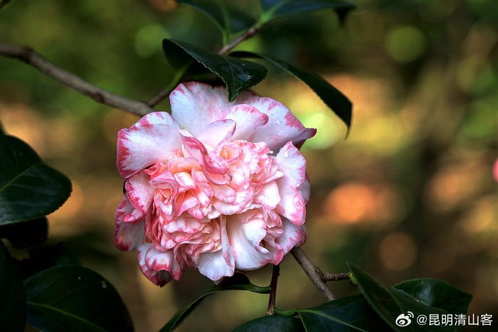 盛开的茶花__财经头条