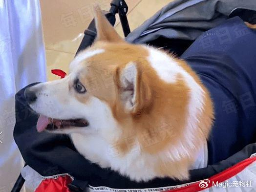 过来人提醒:千万别让二哈参加婚礼,会让你永生"难忘"