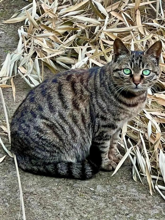 好漂亮的梨花猫 眼睛像绿宝石一样狸花猫