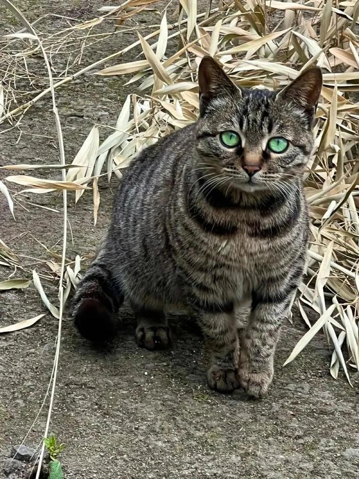 梨花猫咪是什么品种图片