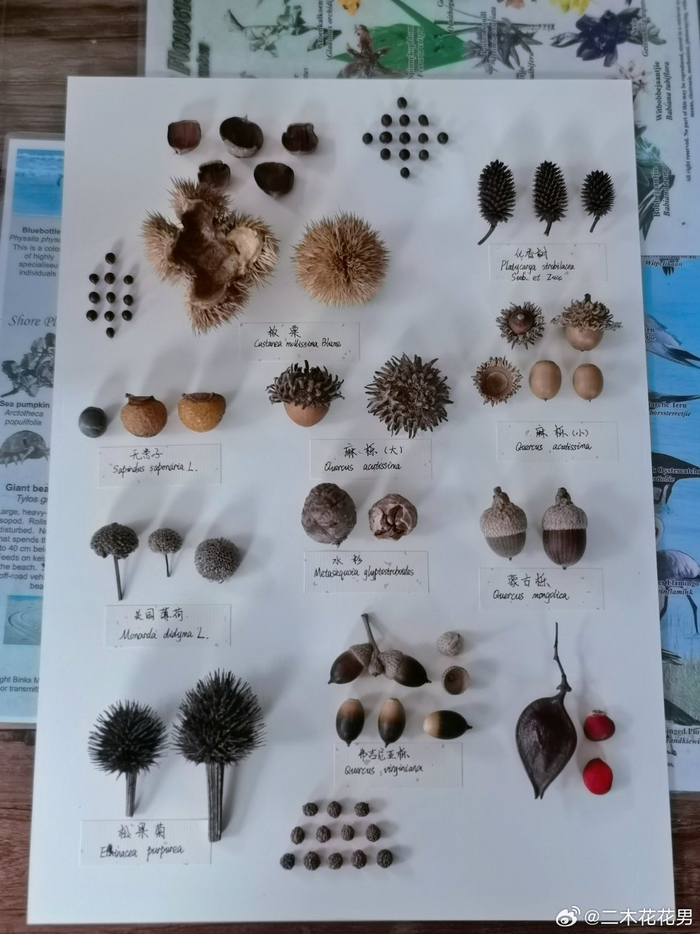 果子类标本简易教程动手就能干注意捡果子的时候挑好的