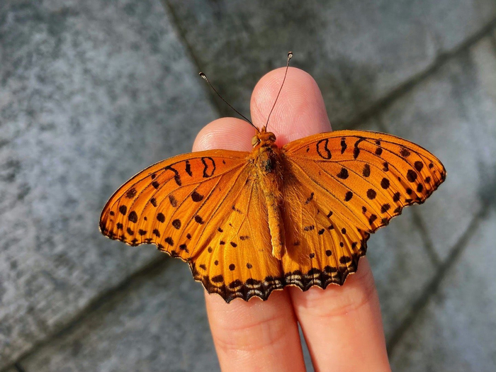 豹纹蛱蝶斐斐豹蛱蝶argynnishyperbius