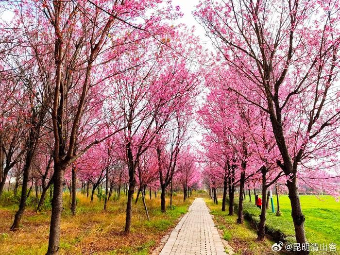 去有花的地方昆明杏林大觀園石海溫泉