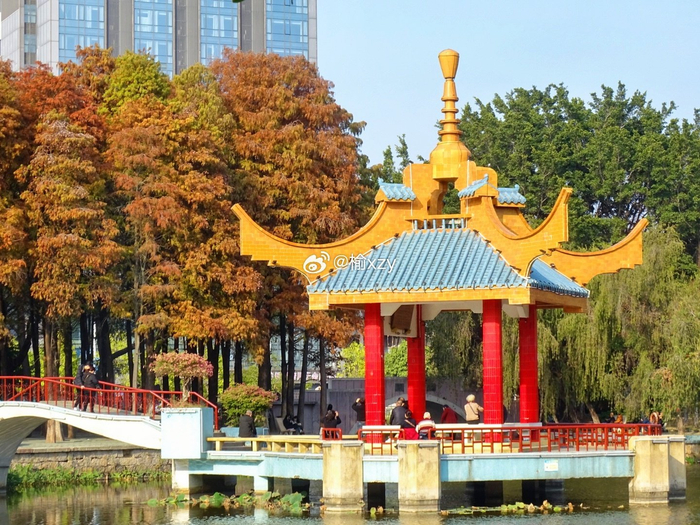 汕头金砂公园的落羽杉红了给冬日增添浪漫的画面