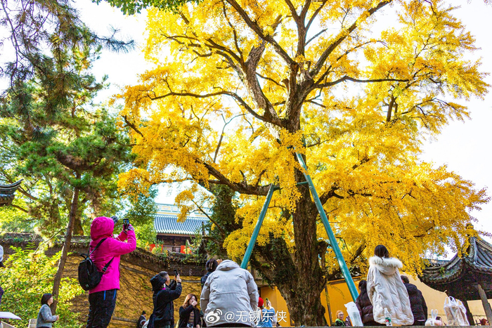 福从惠山来惠山寺前的古银杏正是一年最美的时光