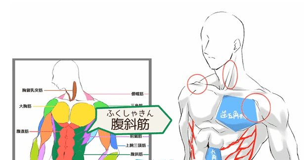 我教你不求人,动漫人体肌肉的!