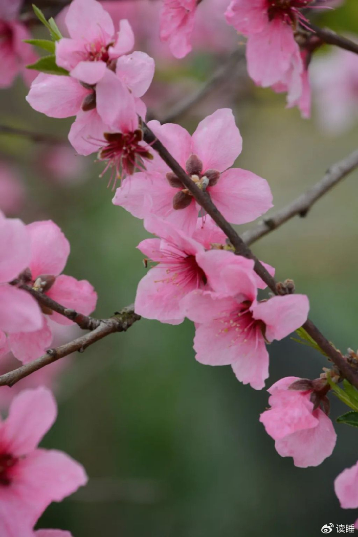 精选诗词|最是诗中云雨落,佳人妒羡惹骄狂|李家荣|中云|佳人_新浪新闻