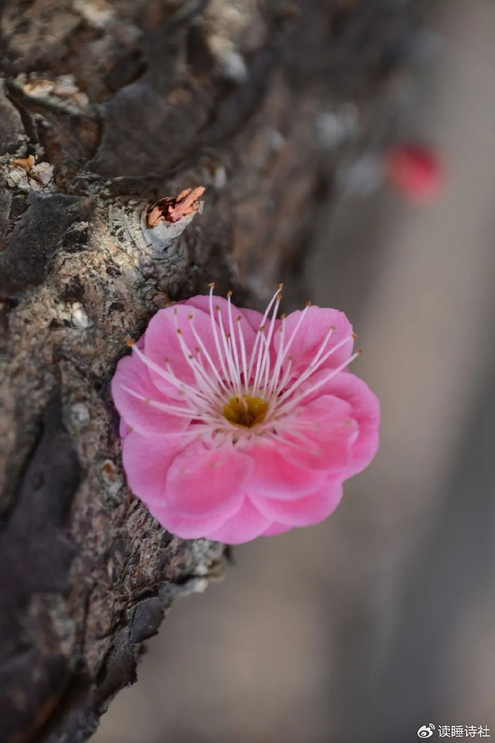 每日好诗词|犹忆当初情似海,芳年傲骨在伊人|伊人|傲骨|诗社_新浪新闻