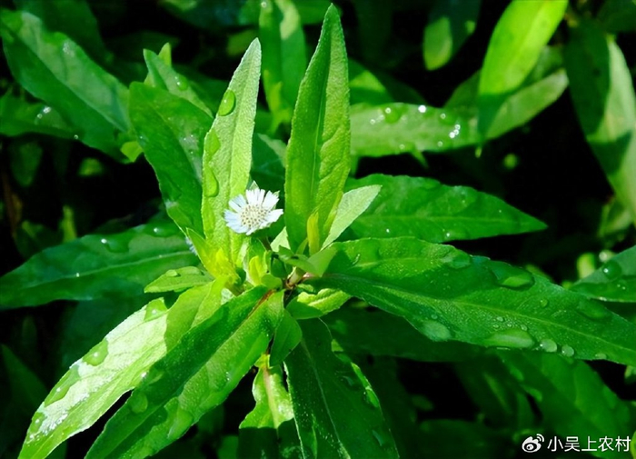 农村田埂边常见的墨旱莲，不仅能乌发，还可食用，饲用和药用|旱莲草|家畜|植物|饲料|菊科_新浪新闻