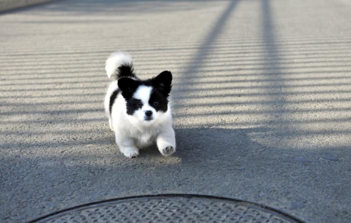 熊猫犬图片价钱图片