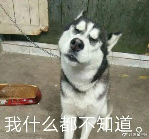 狗子|肚子|主人_新浪新闻