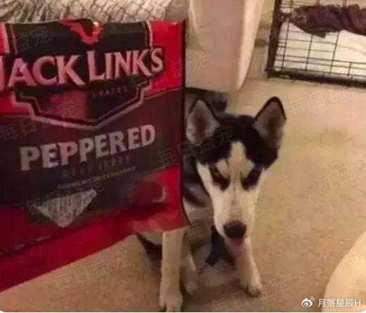 二哈生吞10斤狗粮,差点把肚子撑破,主人:曾吞过2斤石头!