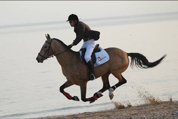 汗血宝马凭超凡的神力驰骋疆场,是马中的王者,昂贵得离谱哟