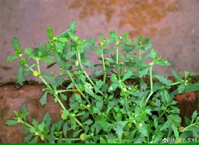 鹅不食草又称石胡荽,通鼻草,止咳草,号称通鼻神草,80元一斤