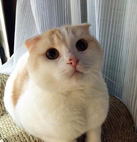 日本有一只苏格兰折耳猫名叫kinako,一张满脸困惑的模样,已经迷倒了