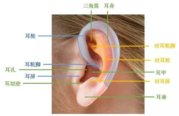 耳朵|耳轮|对耳轮_新浪新闻
