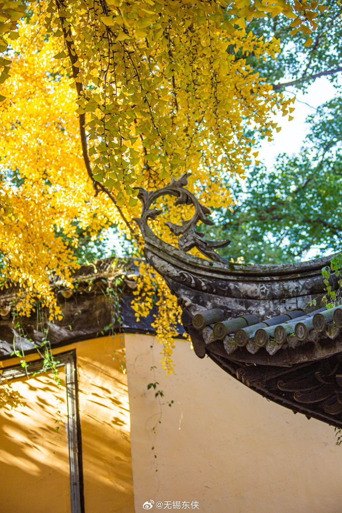 福从惠山来惠山寺前的古银杏正是一年最美的时光