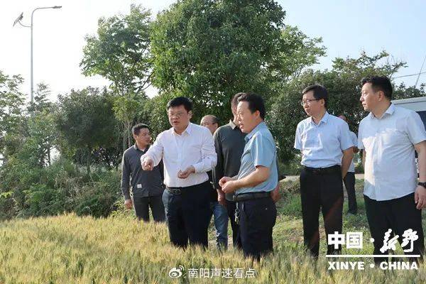 新野县政府县长李文鹏调研指导"三夏"生产工作