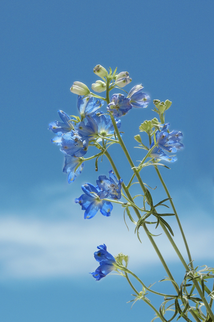 收集有关夏日的蓝色 摄影:@山海迷雾- 67收集有关夏日的蓝色 摄影