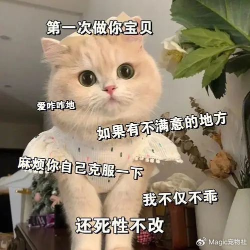 傲娇猫咪蛮横无礼,被称"全世界最坏的猫",却依然备受宠爱