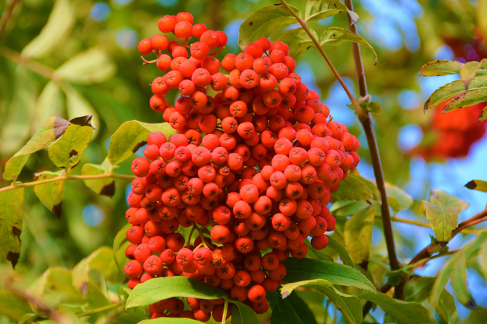 火红的花楸果