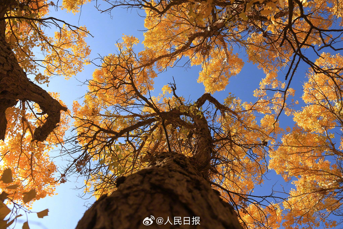 金色的阳光下的敦煌胡杨林好灿烂