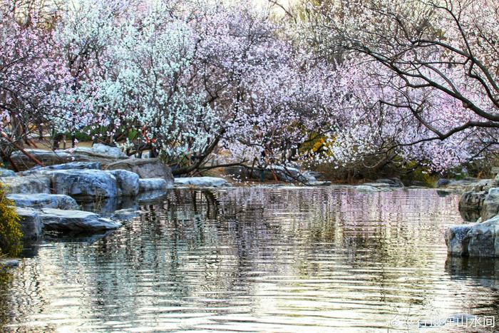 国家植物园山桃花溪,现在是盛花期