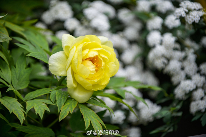 洛阳牡丹甲天下绝对浪得虚名唯有牡丹真国色花开时节动京城