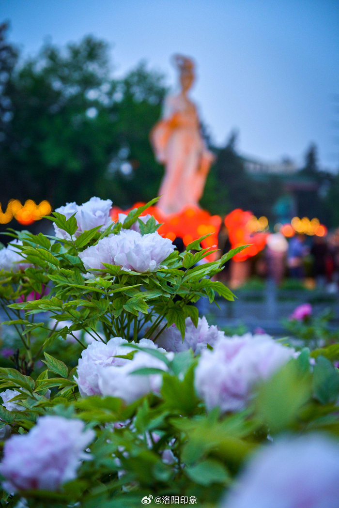 洛阳牡丹甲天下绝对浪得虚名唯有牡丹真国色花开时节动京城