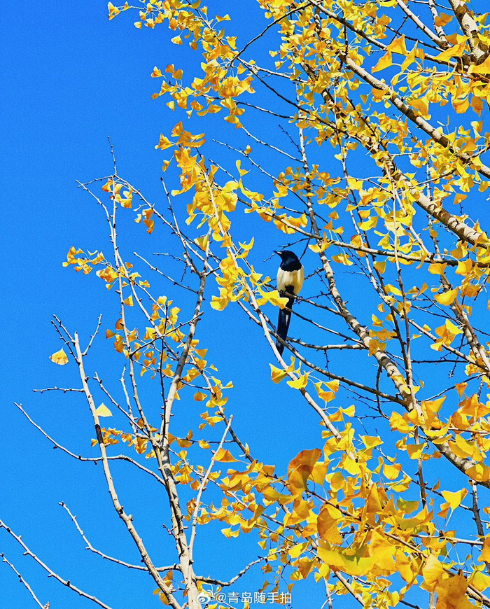 秋末冬初的青岛,心中有诗意,眼中有美景