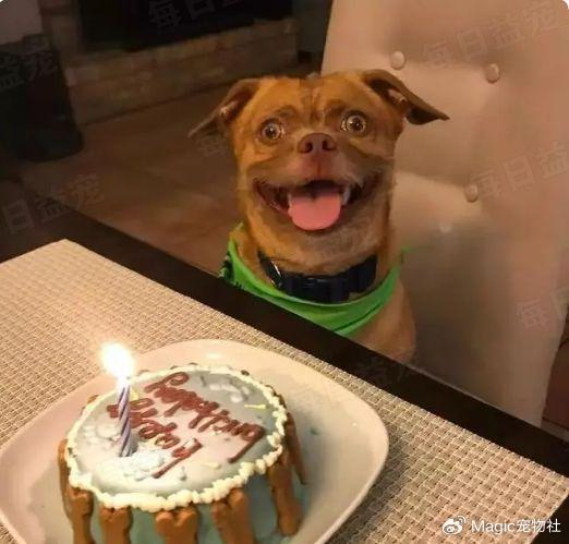 各具特色根本忘不掉,恨不得把自己敲晕|狗子|丑狗|主人_新浪新闻