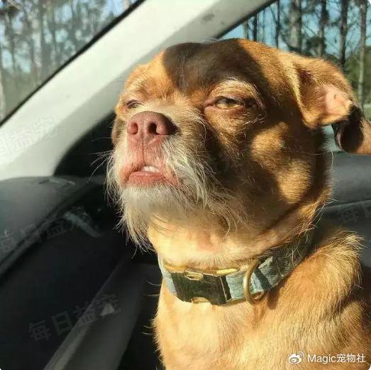 像一个猥琐老头的形象……网红狗大家都看过不少了,几乎都是可爱呆萌