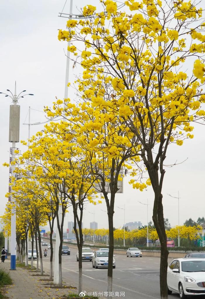 送你满屏小黄花梧州黄花风铃木赏花地图上线