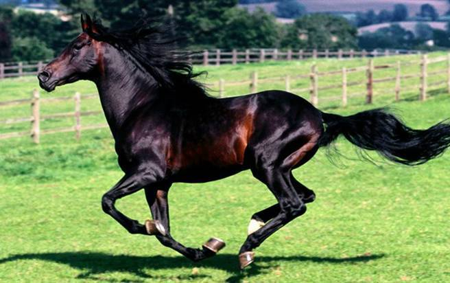 汗血宝马凭超凡的神力驰骋疆场,是马中的王者,昂贵得离谱哟|汗血宝马