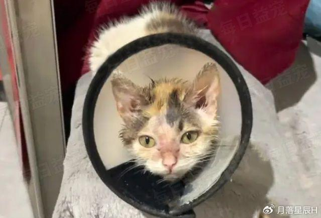 灰头土脸的流浪猫不停追着人求收养一个月后美出天际