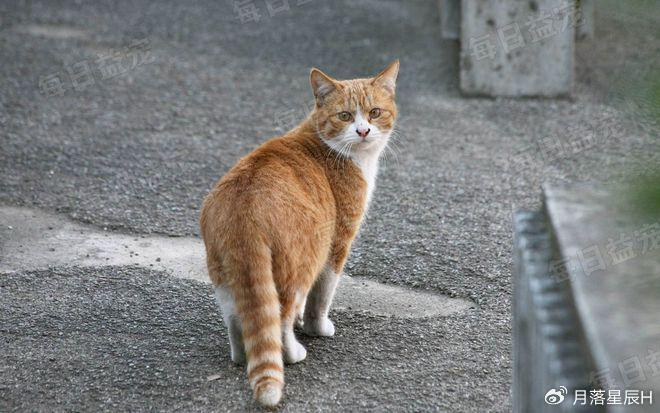 遇见家猫不自觉后退,连眼神都在躲闪……|流浪猫|猫咪|家猫_新浪新闻