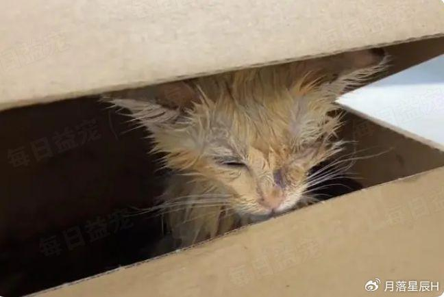 灰头土脸的流浪猫不停追着人求收养一个月后美出天际
