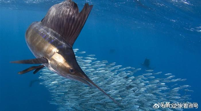 2024-06-11 18:04·科学信仰海洋中有很多顶级猎手,要说哪个最厉害,还