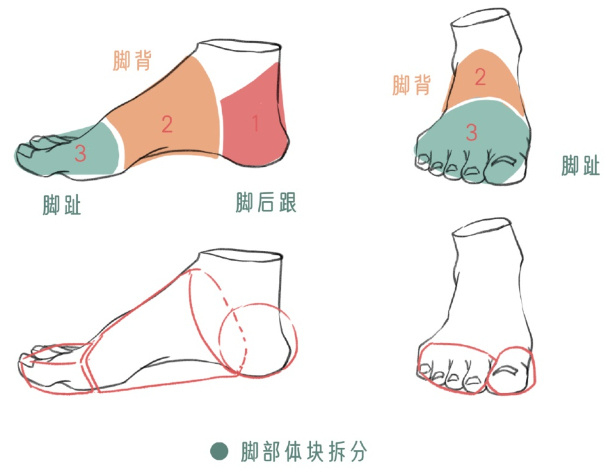 你会画脚吗?脚部绘画技巧,收藏这篇就够了!