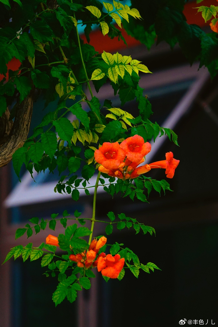 北京地坛公园 凌霄花 摄影