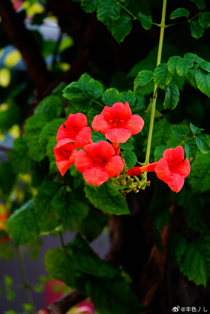 北京地坛公园 凌霄花 摄影